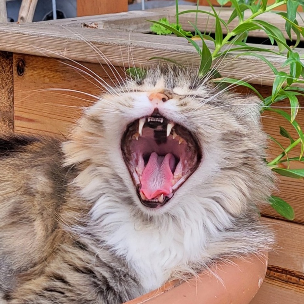 Meet your Posher, Vanessa